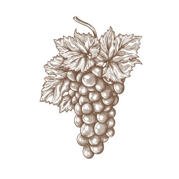 Vector illustration of Grapes engraving