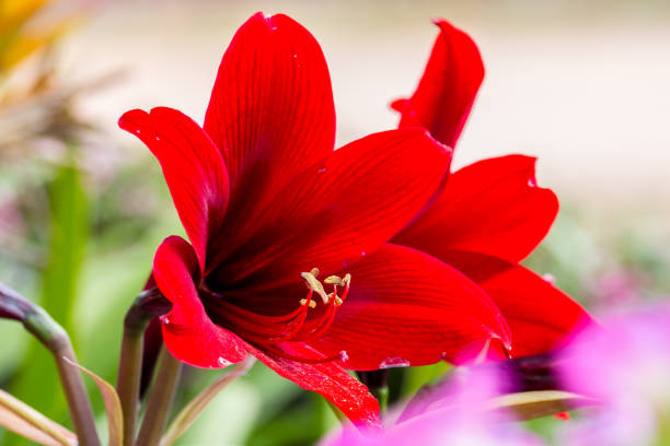 fiore di amaryllis rosso - amaryllis foto e immagini stock