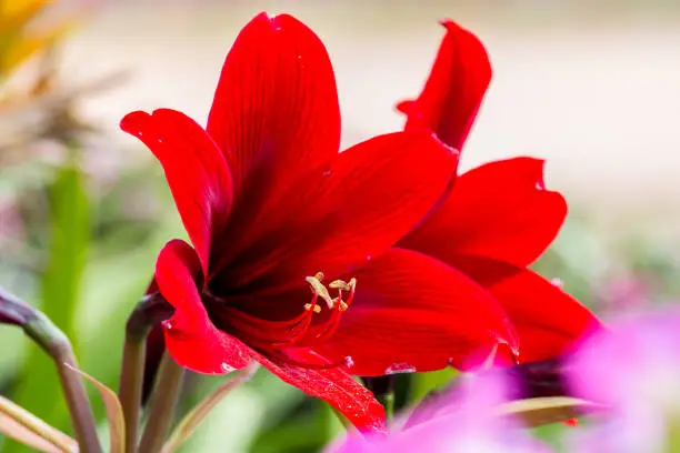 Photo of red amaryllis flower