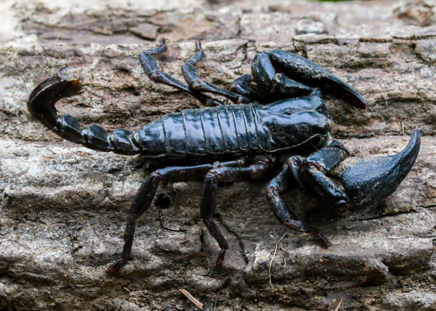 istock Closeup view of a scorpion in nature. 904827036