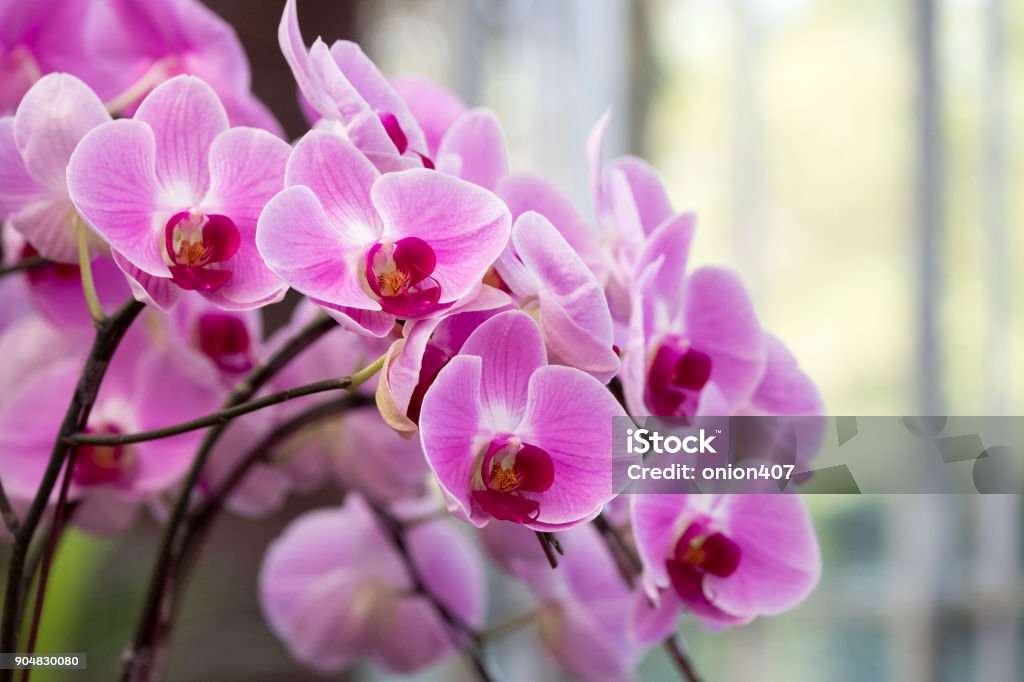 orchid Orchid green houseorchidorchid Orchid Stock Photo