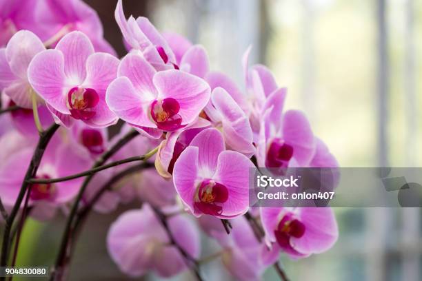 Orchid Stock Photo - Download Image Now - Orchid, Close-up, Greenhouse