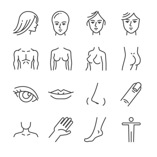 stockillustraties, clipart, cartoons en iconen met schoonheidssalon lichaamsdelen lijn pictogramserie. inbegrepen de pictogrammen als gezicht, haar, ogen, borsten, hand, heupen, kont en meer. - woman foot