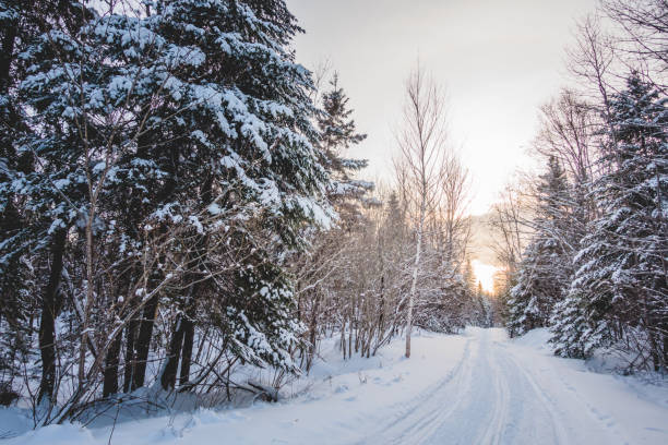 Snowmobile Path in the Wild Nature Snowmobile Tracks in Wild Forest of Cold Winter Sunset in Quebec, Canada gaspe peninsula stock pictures, royalty-free photos & images