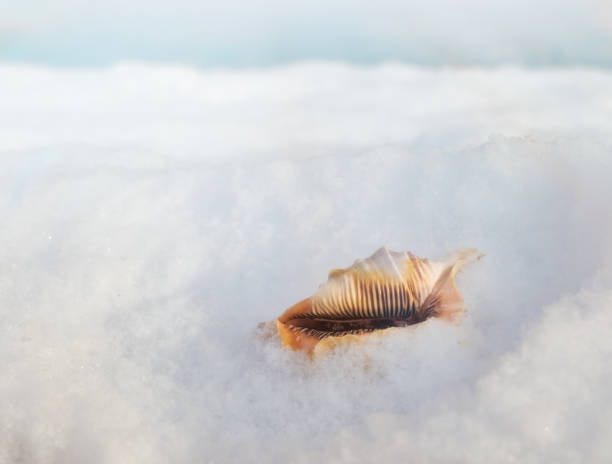 Sea Shell sank in the snow.Red shell on white snow.Winter day.Background.Selective focus.