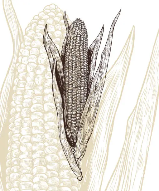 Vector illustration of Corn engraving vector illustration