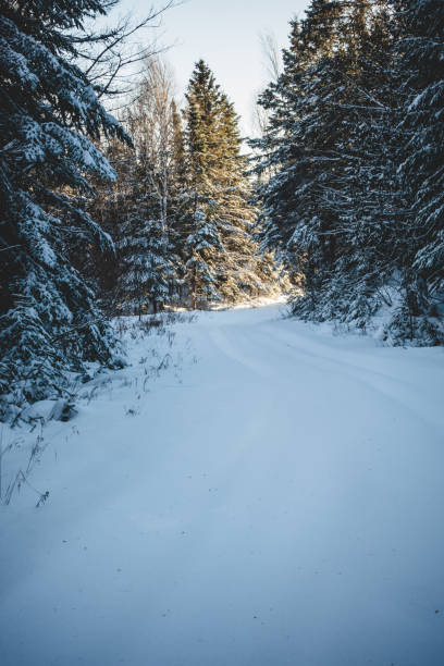 istock Closed Road in Forest because of Heavy Snow 904837526