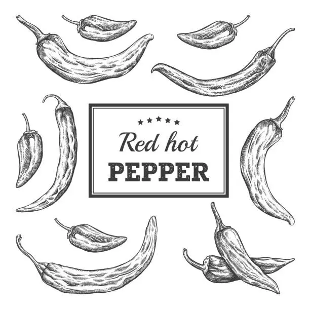 Vector illustration of Red Hot Pepper pack engraving illustration