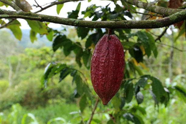 istock Cacao Tree - Theobroma cacao - Organic cocoa fruit 904841096