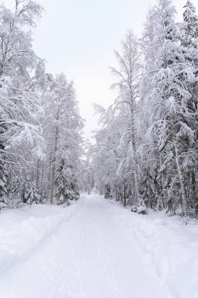 istock Snowy road through winter forest 904841340
