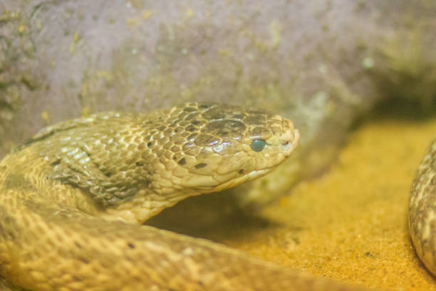 istock The monocled cobra (Naja kaouthia), also called monocellate cobra, is a cobra species widespread across South and Southeast Asia. 904842046