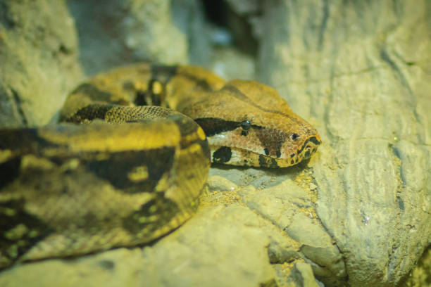 istock The boa constrictor (Boa constrictor), also called the red-tailed boa or common boa. 904844662