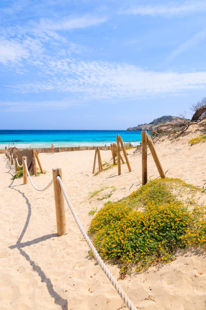 istock Flowers on sand dune at Cala Agulla beach, Majorca island, Spain 904844766
