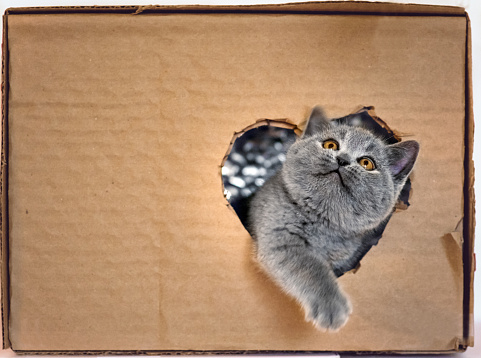 Scottish kitten playing in a cardbox