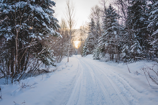 Snowmobile Tracks in Wild Forest of Cold Winter Sunset in Quebec, Canada