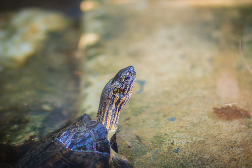 The northern river terrapin (Batagur baska) is a species of riverine turtle native to Southeast Asia