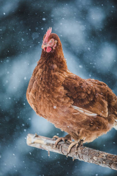 istock Domestic Eggs Chicken on a Wood Branch during Winter Storm. 904852644
