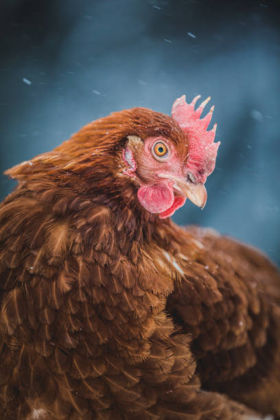 istock Domestic Rustic Eggs Chicken Portrait during Winter Storm. 904853040