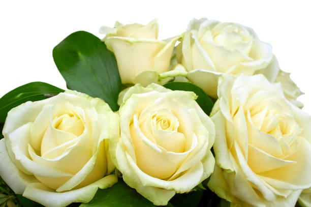 istock A bouquet of roses isolated on white background 904853154