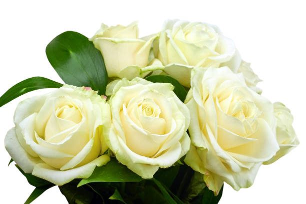 A bouquet of roses isolated on white background