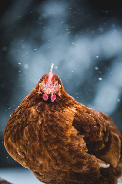 istock Domestic Rustic Eggs Chicken Portrait during Winter Storm. 904856374