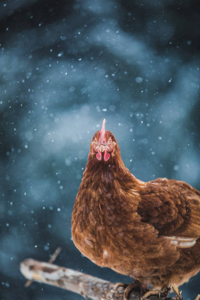 istock Domestic Eggs Chicken on a Wood Branch during Winter Storm. 904856486