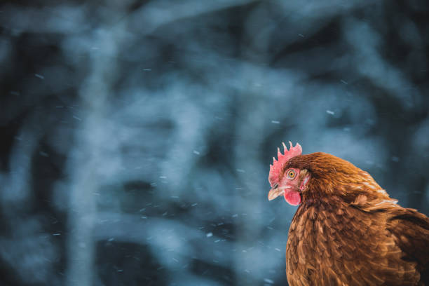 istock Domestic Rustic Eggs Chicken Portrait during Winter Storm. 904856650