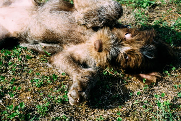 istock Young little playful dog 904856862