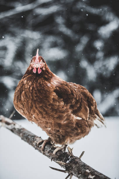 istock Domestic Eggs Chicken on a Wood Branch during Winter Storm. 904857054