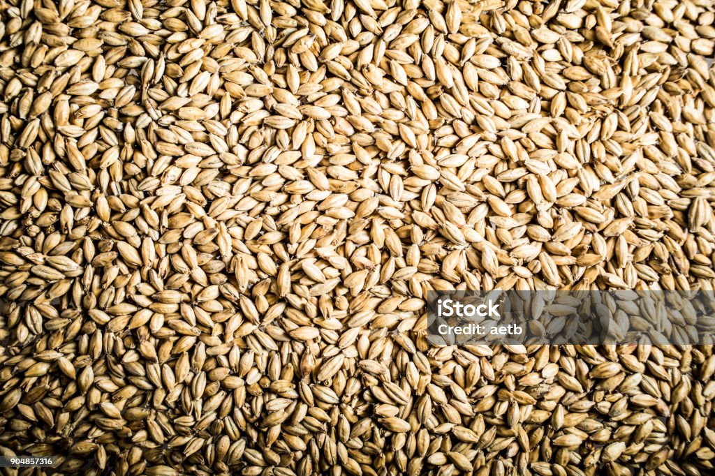 Pilsner Malt Beer Grain Texture Pilsner Malt Beer Grain Texture Close-up Wheat Stock Photo