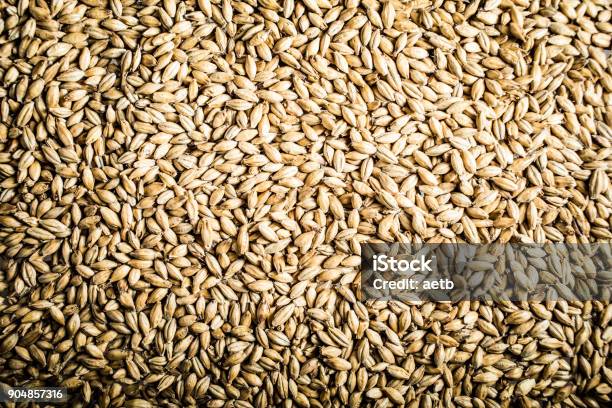 Pilsner Malt Beer Grain Texture Stock Photo - Download Image Now - Wheat, Seed, Close-up