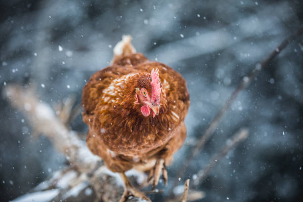 istock Domestic Eggs Chicken on a Wood Branch during Winter Storm. 904857560