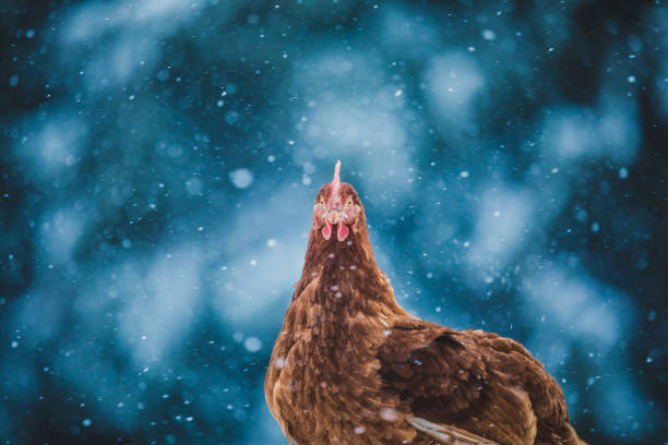 istock Domestic Eggs Chicken on a Wood Branch during Winter Storm. 904857862