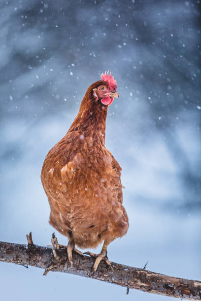 istock Domestic Eggs Chicken on a Wood Branch during Winter Storm. 904857962