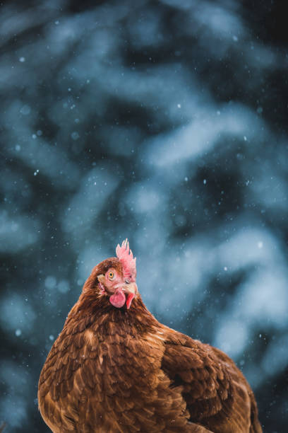 istock Domestic Rustic Eggs Chicken Portrait during Winter Storm. 904860106