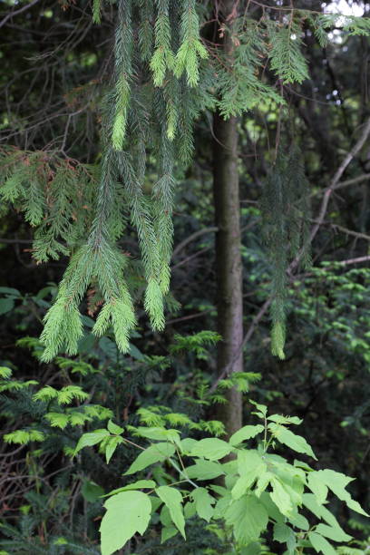 istock Spruce trees, forest, spruce branches, green needles, spruce, landscaping, ecosystem, environmental protection 904860328