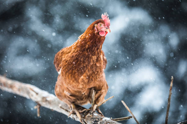 istock Domestic Eggs Chicken on a Wood Branch during Winter Storm. 904860686