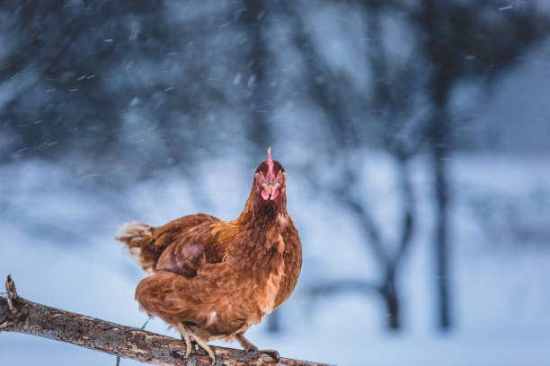 istock Domestic Eggs Chicken on a Wood Branch during Winter Storm. 904860944
