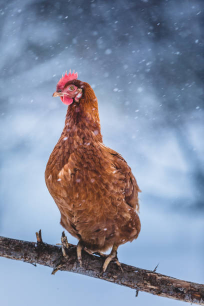 istock Domestic Eggs Chicken on a Wood Branch during Winter Storm. 904861056