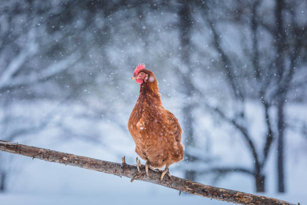 istock Domestic Eggs Chicken on a Wood Branch during Winter Storm. 904861160