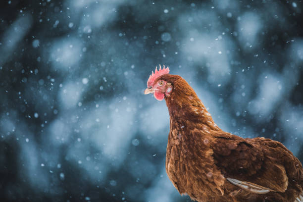 istock Domestic Eggs Chicken on a Wood Branch during Winter Storm. 904861786