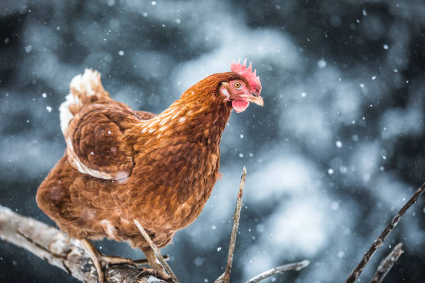 冬の嵐の間に木の枝に国内卵鶏。 - chicken isolated poultry animal ストックフォトと画像