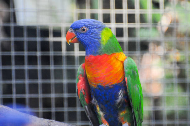 istock Beautiful blue and yellow Macaw sitting on cage. 904864214