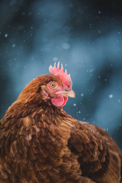 istock Domestic Rustic Eggs Chicken Portrait during Winter Storm. 904864362