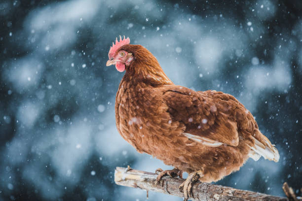 istock Domestic Eggs Chicken on a Wood Branch during Winter Storm. 904864604