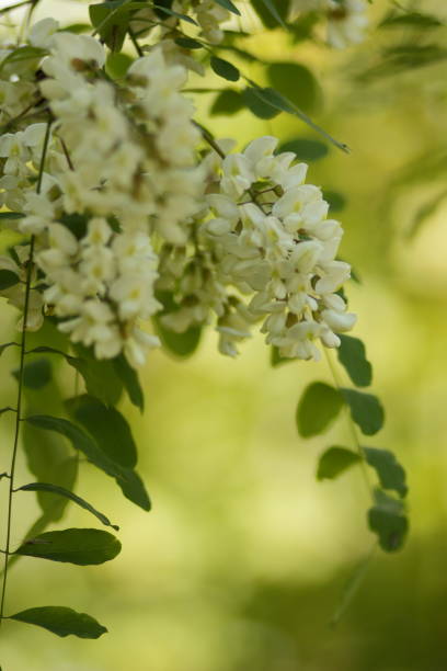 istock White and pink flowers in the garden 904864706
