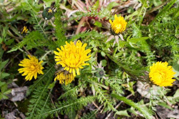 istock Yellow dandelion flower in the forest 904864820