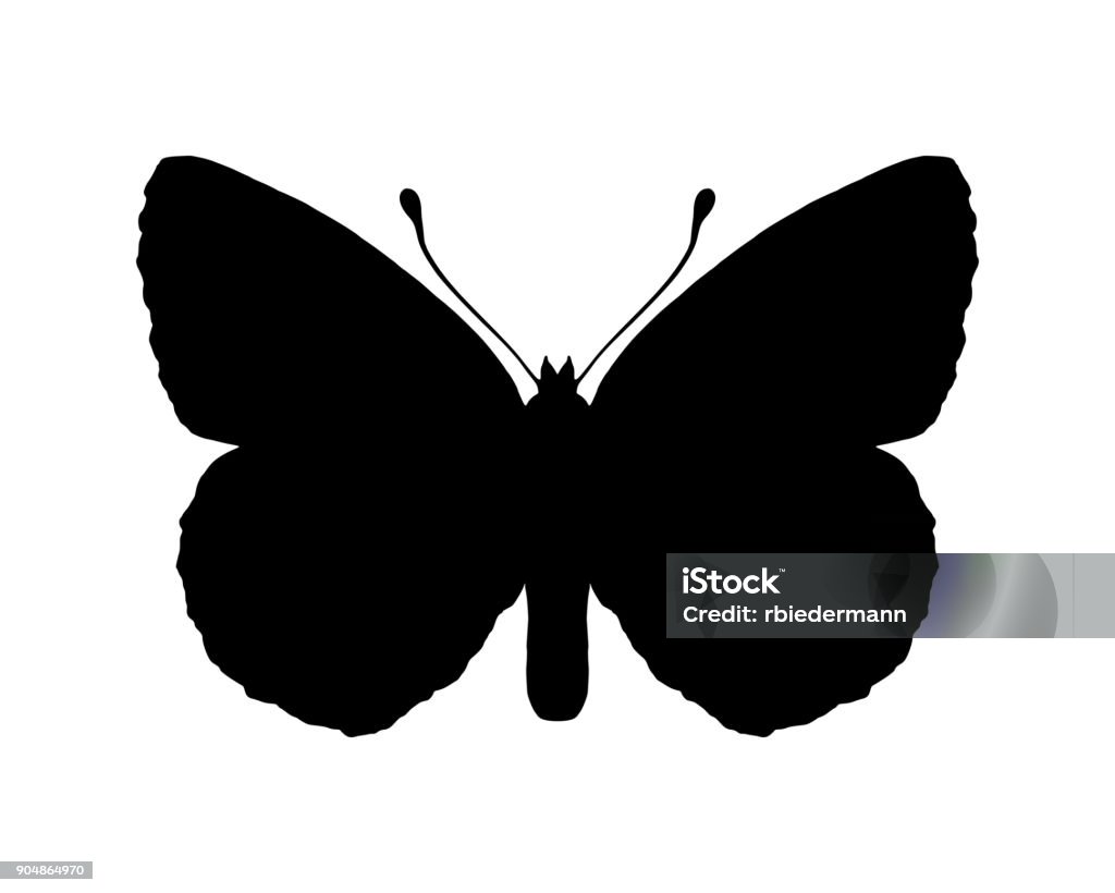 Butterfly Animal stock vector