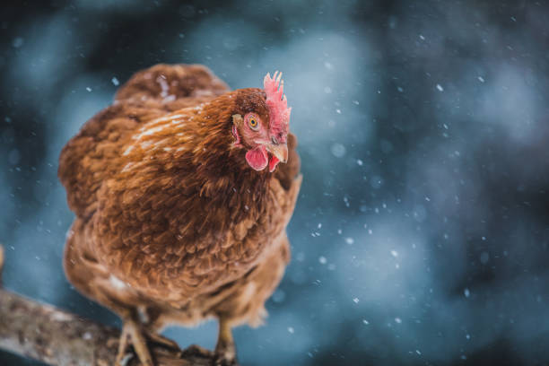 istock Domestic Eggs Chicken on a Wood Branch during Winter Storm. 904867260