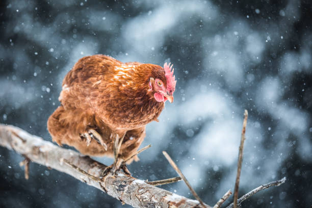 istock Domestic Eggs Chicken on a Wood Branch during Winter Storm. 904867410